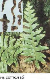 Cốt toái bổ - Bổ thận chắc răng